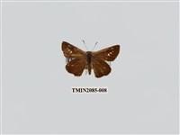 藏品(黃紋孔弄蝶)的圖片